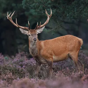 Website van Hoeders van de Veluwe Website van Hoeders van de Veluwe