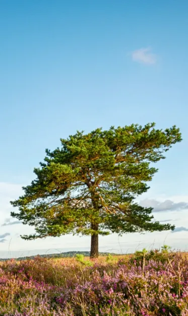 Website van Hoeders van de Veluwe