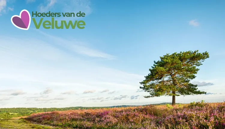 Bloeiende heide met een den, met het logo van Hoeders van de Veluwe